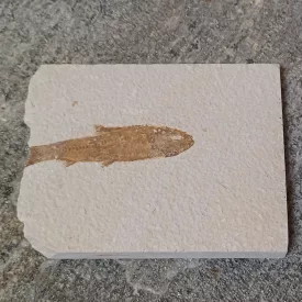   Megkövesedett Hal Lenyomat Fosszília Knightia Sp. ~107x86x10mm Green River Formation, Wyoming, USA, Eocén Kor