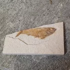 Megkövesedett Hal Lenyomat Fosszília Knightia Sp. ~129x75x14mm Green River Formation, Wyoming, USA, Eocén Kor