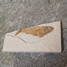   Megkövesedett Hal Lenyomat Fosszília Knightia Sp. ~129x75x14mm Green River Formation, Wyoming, USA, Eocén Kor