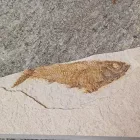 Megkövesedett Hal Lenyomat Fosszília Knightia Sp. ~129x75x14mm Green River Formation, Wyoming, USA, Eocén Kor