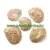 Kagyló (1) Kagylóhély 42-54x32-39x9-14mm