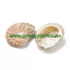 Kagyló (1) Kagylóhély 42-54x32-39x9-14mm