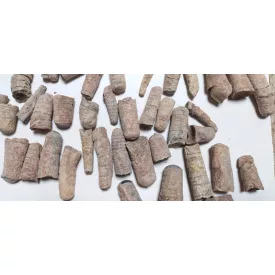   Megkövesedett Orthocone Lábasfejű Kagylóhély Fosszília ~30-80mm