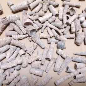   Megkövesedett Orthocone Lábasfejű Kagylóhély Fosszília ~15-45mm