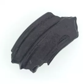   Ló Fog Fosszília ~60x30x16mm Észak Karolina USA, Jégkorszak Pleisztocén kor