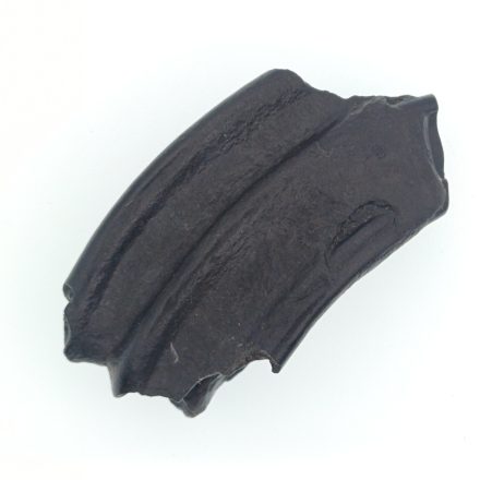 Ló Fog Fosszília ~60x30x16mm Észak Karolina USA, Jégkorszak Pleisztocén kor