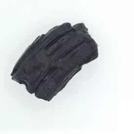   Ló Fog Fosszília ~43x28x13mm Észak Karolina USA, Jégkorszak Pleisztocén kor