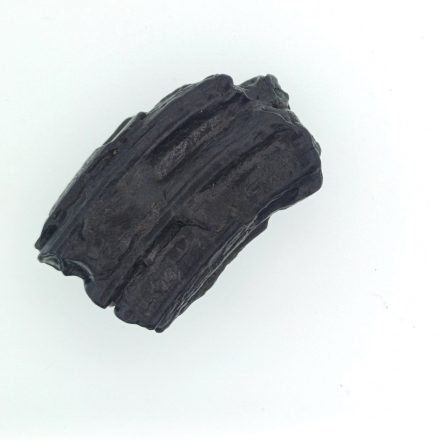 Ló Fog Fosszília ~43x28x13mm Észak Karolina USA, Jégkorszak Pleisztocén kor