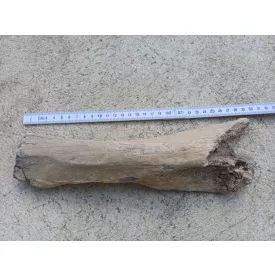 Mamut Mammut Csont Fosszília