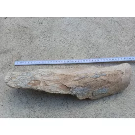Mamut Mammut Csont Fosszília