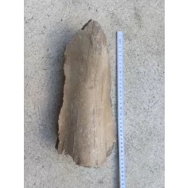 Mamut Mammut Csont Fosszília