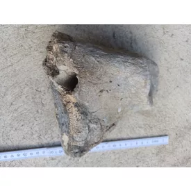 Mamut Mammut Combcsont Fosszília