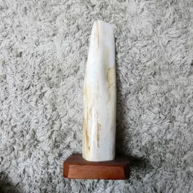   Megkövesedett Fa Fosszília Fa Talapzaton ~270x60mm Bali, Indonézia