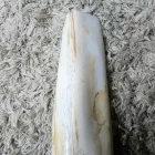 Megkövesedett Fa Fosszília Fa Talapzaton ~270x60mm Bali, Indonézia