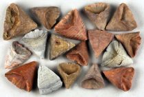   Megkövesedett Korall Fosszília Calcaeola Sandalina Papucs ~30-40mm Marokkó, Devon Kor