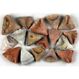   Megkövesedett Korall Fosszília Calcaeola Sandalina Papucs ~30-40mm Marokkó, Devon Kor