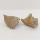 Megkövesedett Korall Fosszília (3) Placosimilia Papucs ~30mm Spanyolország, Miocén Kor