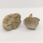 Megkövesedett Korall Fosszília (3) Placosimilia Papucs ~30mm Spanyolország, Miocén Kor