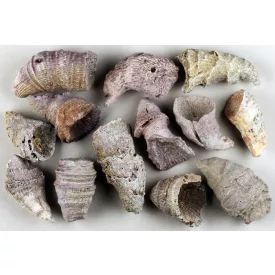   Megkövesedett Korall Szarv Fosszília ~28-60mm Marokkó, Devon Kor