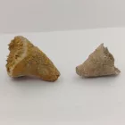 Megkövesedett Korall Szarv (2) Fosszília ~28-40mm Crawford, Colorado Ilinois USA Karbon Kor