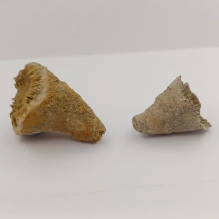 Megkövesedett Korall Szarv (2) Fosszília ~28-40mm Crawford, Colorado Ilinois USA Karbon Kor