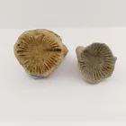 Megkövesedett Korall Szarv (2) Fosszília ~28-40mm Crawford, Colorado Ilinois USA Karbon Kor