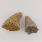 Megkövesedett Korall Szarv (2) Fosszília ~28-40mm Crawford, Colorado Ilinois USA Karbon Kor