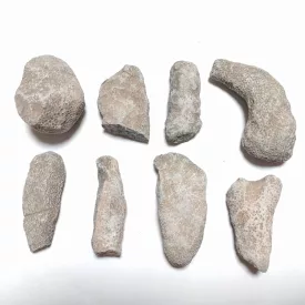   Megkövesedett Bryozoan Mohaállat Fosszília ~30-80mm Jebel Issoumour, Marokkó