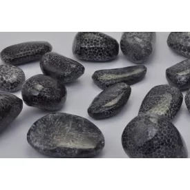   Megkövesedett Bryozoan Mohaállat Fosszília ~40-60x20-60x10-40mm Jebel Issoumour, Marokkó