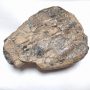 Megkövesedett Mamutfog Fosszília ~142x112x48mm