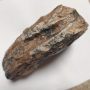 Megkövesedett Mamutfog Fosszília ~142x112x48mm