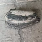 Megkövesedett Mamutfog Fosszília 