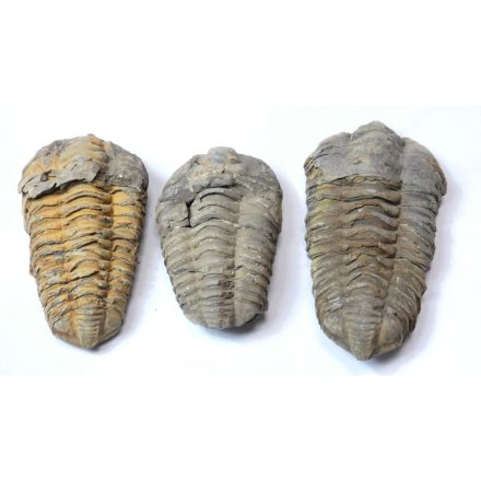 Megkövesedett Trilobita Háromkaréjú Ősrák Fosszília ~73-101x50-58x20-32mm Marokkó, Devon Kor