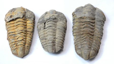 Megkövesedett Trilobita Háromkaréjú Ősrák (2) Fosszília ~50x35x20mm Marokkó, Devon Kor