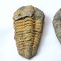 Megkövesedett Trilobita Háromkaréjú Ősrák (2) Fosszília ~50x35x20mm Marokkó, Devon Kor