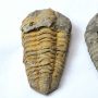 Megkövesedett Trilobita Háromkaréjú Ősrák Fosszília ~73-101x50-58x20-32mm Marokkó, Devon Kor