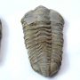 Megkövesedett Trilobita Háromkaréjú Ősrák Fosszília ~73-101x50-58x20-32mm Marokkó, Devon Kor