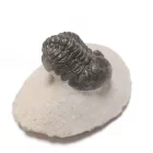 Megkövesedett Phacops Trilobita Háromkaréjú Ősrák Fosszília Kőzetben ~76x58x48mm Atlasz Hegység, Marokkó, Devon Kor