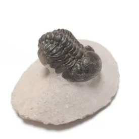   Megkövesedett Phacops Trilobita Háromkaréjú Ősrák Fosszília Kőzetben ~76x58x48mm Atlasz Hegység, Marokkó, Devon Kor