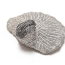   Megkövesedett Proetus Trilobita Háromkaréjú Ősrák Fosszília Kőzetben ~57x38x23mm Atlasz Hegység, Marokkó, Devon Kor