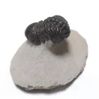 Megkövesedett Phacops Trilobita Háromkaréjú Ősrák Fosszília Kőzetben ~76x58x48mm Atlasz Hegység, Marokkó, Devon Kor