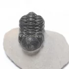 Megkövesedett Phacops Trilobita Háromkaréjú Ősrák Fosszília Kőzetben ~76x58x48mm Atlasz Hegység, Marokkó, Devon Kor