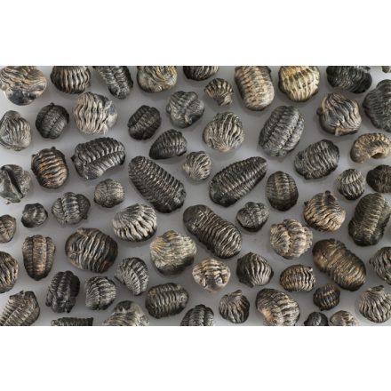 Megkövesedett Trilobita Háromkaréjú Ősrák Fosszília ~5-10mm