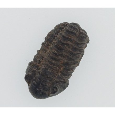 Megkövesedett Trilobita Háromkaréjú Ősrák (3) Fosszília 23x12x6mm