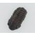 Megkövesedett Trilobita Háromkaréjú Ősrák (3) Fosszília 23x12x6mm