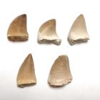 Moszaszaurusz Mosasaur Dinoszaurusz Fog Fosszília ~16-25mm Marokkó