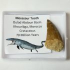 Moszaszaurusz Mosasaur Dinoszaurusz Fog Fosszília ~16-25mm Marokkó