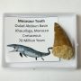 Moszaszaurusz Mosasaur Dinoszaurusz Fog Fosszília (Hegye le van törve) ~20-25mm Marokkó