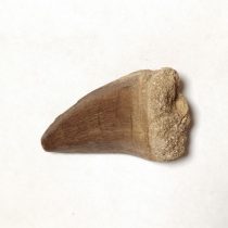   Moszaszaurusz Mosasaur Dinoszaurusz Fog Fosszília Plexi Dobozban ~35x20x13mm Marokkó