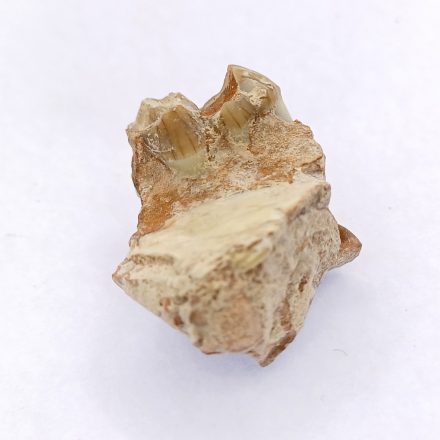 Oreodont Kérődzködő Disznó Fog Fosszília Állkapocs Töredékkel ~25-30x19-20x15mm Dél Dakota USA, Oligocén Kor